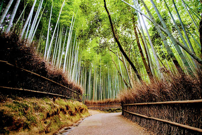 SwimTravel_DreamDestinations_Arashiyama_1